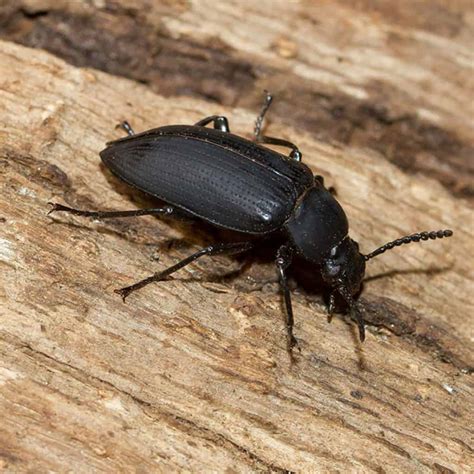 black beetle minnesota